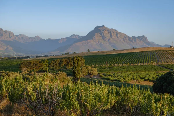 Szőlőültetvény táj naplementekor hegyek Stellenbosch, közel Fokváros, Dél-Afrika — Stock Fotó