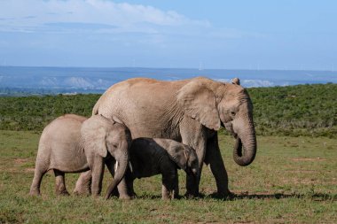 Addo Fil Parkı Güney Afrika, Addo Fil Parkı 'ndaki Fil Ailesi, Su Havuzu' nda Banyo Yapan Fil Ailesi