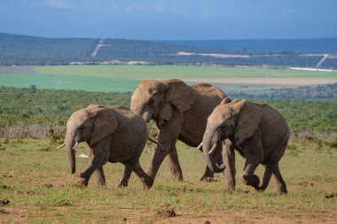 Addo Fil Parkı Güney Afrika, Addo Fil Parkı 'ndaki Fil Ailesi, Su Havuzu' nda Banyo Yapan Fil Ailesi