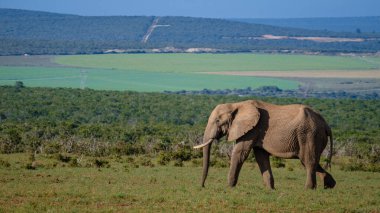 Addo Fil Parkı Güney Afrika, Addo Fil Parkı 'ndaki Fil Ailesi, Su Havuzu' nda Banyo Yapan Fil Ailesi