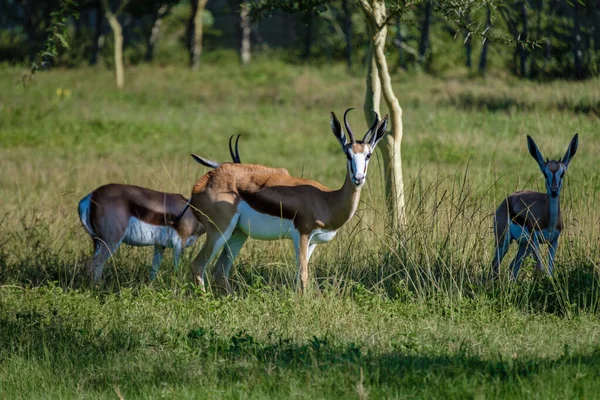 Addo Fil Parkı Güney Afrika, Addo Fil Parkı 'ndaki Impala Ailesi, Parktaki Impala — Stok fotoğraf