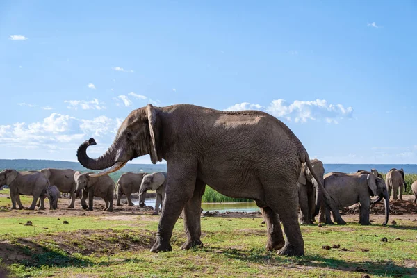 Addo Elephant Park Νότια Αφρική, Οικογένεια του ελέφαντα στο πάρκο addo ελέφαντα, Ελέφαντες λαμβάνοντας ένα μπάνιο σε μια πισίνα νερού — Φωτογραφία Αρχείου