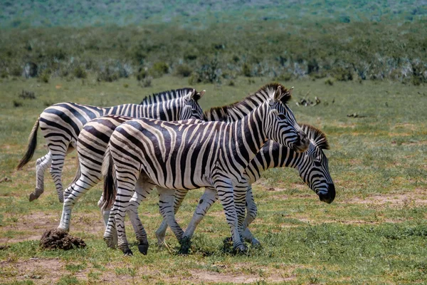 Addo Elephant park África do Sul, Família de zebra no parque addo elefante, família zebra — Fotografia de Stock