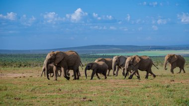 Addo Fil Parkı Güney Afrika, Addo Fil Parkı 'ndaki Fil Ailesi, Su Havuzu' nda Banyo Yapan Fil Ailesi