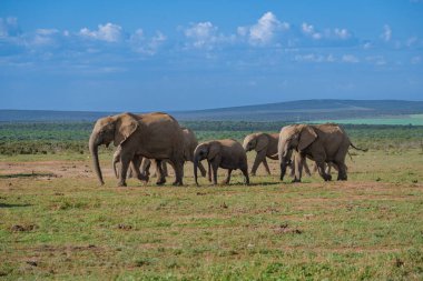 Addo Fil Parkı Güney Afrika, Addo Fil Parkı 'ndaki Fil Ailesi, Su Havuzu' nda Banyo Yapan Fil Ailesi