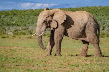 Addo Fil Parkı Güney Afrika, Addo Fil Parkı 'ndaki Fil Ailesi, Su Havuzu' nda Banyo Yapan Fil Ailesi