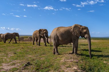 Addo Fil Parkı Güney Afrika, Addo Fil Parkı 'ndaki Fil Ailesi, Su Havuzu' nda Banyo Yapan Fil Ailesi
