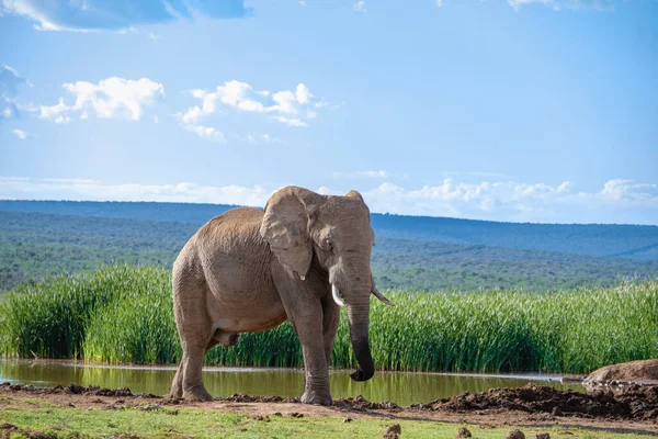 Addo Elephant Park Νότια Αφρική, Οικογένεια του ελέφαντα στο πάρκο addo ελέφαντα, Ελέφαντες λαμβάνοντας ένα μπάνιο σε μια πισίνα νερού — Φωτογραφία Αρχείου