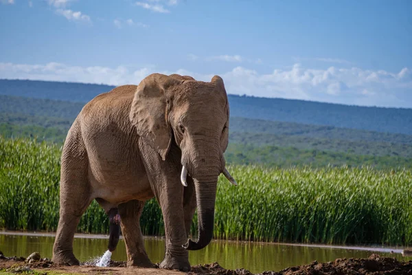 Addo Elephant Park Νότια Αφρική, Οικογένεια του ελέφαντα στο πάρκο addo ελέφαντα, Ελέφαντες λαμβάνοντας ένα μπάνιο σε μια πισίνα νερού — Φωτογραφία Αρχείου