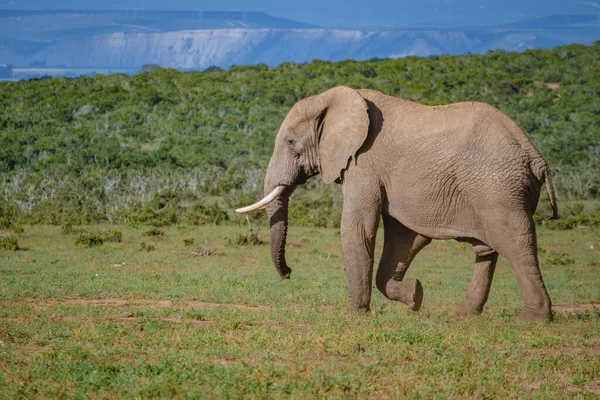 Addo Elephant Park Νότια Αφρική, Οικογένεια του ελέφαντα στο πάρκο addo ελέφαντα, Ελέφαντες λαμβάνοντας ένα μπάνιο σε μια πισίνα νερού — Φωτογραφία Αρχείου