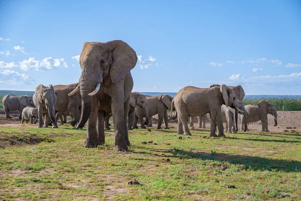 Addo Elephant Park Νότια Αφρική, Οικογένεια του ελέφαντα στο πάρκο addo ελέφαντα, Ελέφαντες λαμβάνοντας ένα μπάνιο σε μια πισίνα νερού — Φωτογραφία Αρχείου