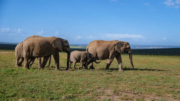 Addo Elephant Park Νότια Αφρική, Οικογένεια του ελέφαντα στο πάρκο addo ελέφαντα, Ελέφαντες λαμβάνοντας ένα μπάνιο σε μια πισίνα νερού — Φωτογραφία Αρχείου