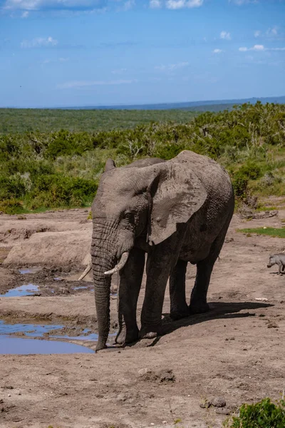 Addo Elephant Park Jižní Afrika, Rodina slonů v Addo sloní park, sloni si dávají koupel v bazénu — Stock fotografie