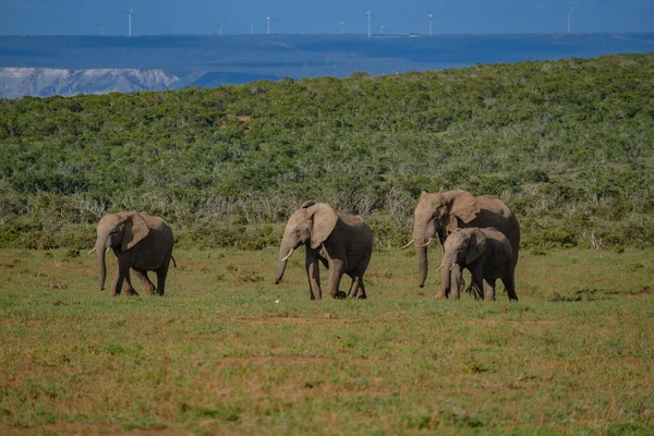 Addo Elefantenpark Südafrika, Elefantenfamilie im Addo Elefantenpark, Elefanten baden im Wasserbecken — Stockfoto