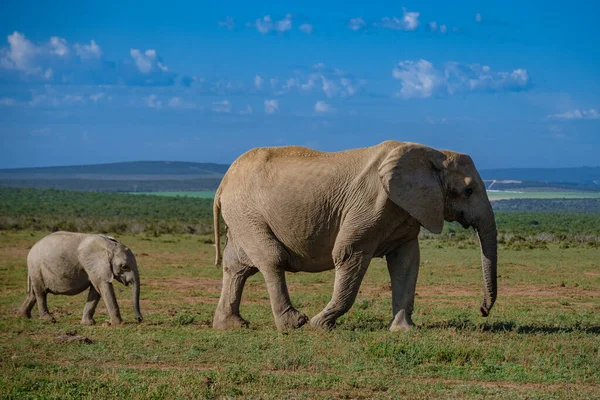 Addo Elephant Park Νότια Αφρική, Οικογένεια του ελέφαντα στο πάρκο addo ελέφαντα, Ελέφαντες λαμβάνοντας ένα μπάνιο σε μια πισίνα νερού — Φωτογραφία Αρχείου