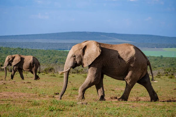 Addo Elephant Park Νότια Αφρική, Οικογένεια του ελέφαντα στο πάρκο addo ελέφαντα, Ελέφαντες λαμβάνοντας ένα μπάνιο σε μια πισίνα νερού — Φωτογραφία Αρχείου