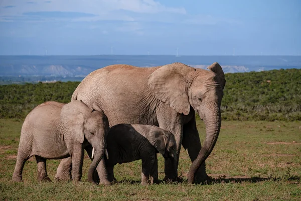 Addo Elephant Park RPA, Rodzina słoni w parku słoni addo, Słonie biorące kąpiel w basenie wodnym — Zdjęcie stockowe