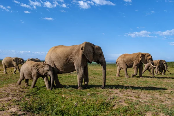 Addo Elephant Park RPA, Rodzina słoni w parku słoni addo, Słonie biorące kąpiel w basenie wodnym — Zdjęcie stockowe