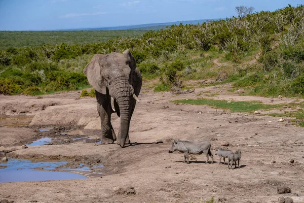 Addo Elephant Park Νότια Αφρική, Οικογένεια του ελέφαντα στο πάρκο addo ελέφαντα, Ελέφαντες λαμβάνοντας ένα μπάνιο σε μια πισίνα νερού — Φωτογραφία Αρχείου