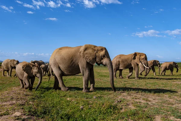 Addo Elephant Park Νότια Αφρική, Οικογένεια του ελέφαντα στο πάρκο addo ελέφαντα, Ελέφαντες λαμβάνοντας ένα μπάνιο σε μια πισίνα νερού — Φωτογραφία Αρχείου