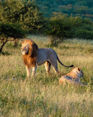 Güney Afrika 'da gün batımında dişi ve erkek aslan çiftleşmesi Kwazulu Natal' ı korumaktadır.