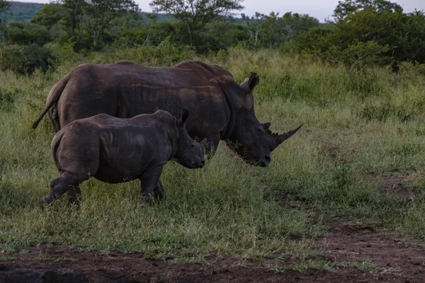 Rinoceronte bianco durante il tramonto in Sud Africa Thanda Riserva di caccia Kwazulu Natal — Foto Stock