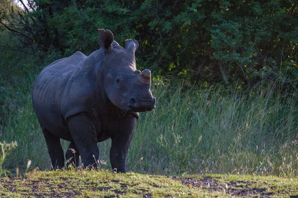 Bílý nosorožec při západu slunce v Jižní Africe Thanda Game reserve Kwazulu Natal — Stock fotografie