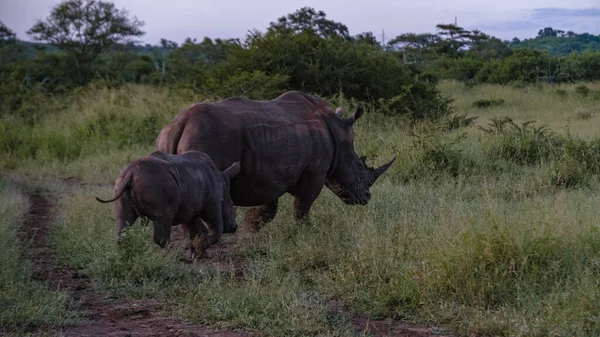Rinoceronte Blanco al atardecer en Sudáfrica Thanda Game reserve Kwazulu Natal — Foto de Stock