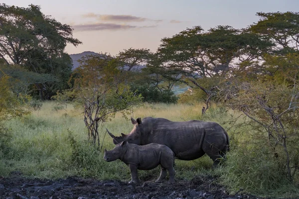 Bílý nosorožec při západu slunce v Jižní Africe Thanda Game reserve Kwazulu Natal — Stock fotografie