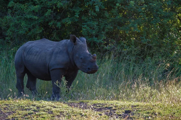 Rinoceronte bianco durante il tramonto in Sud Africa Thanda Riserva di caccia Kwazulu Natal — Foto Stock