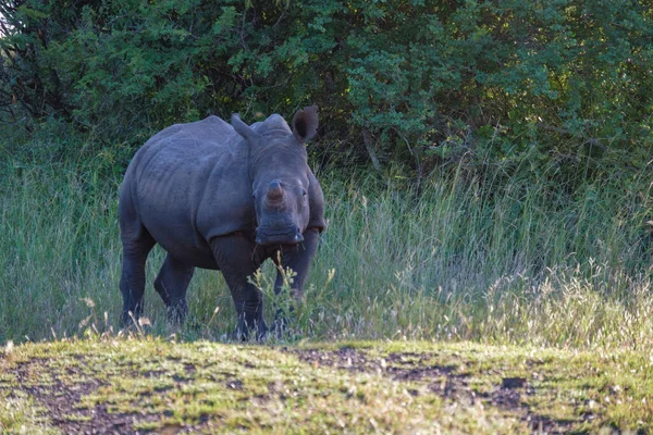 Bílý nosorožec při západu slunce v Jižní Africe Thanda Game reserve Kwazulu Natal — Stock fotografie