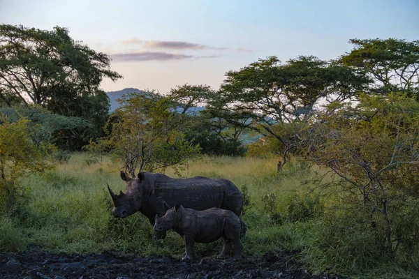 Bílý nosorožec při západu slunce v Jižní Africe Thanda Game reserve Kwazulu Natal — Stock fotografie