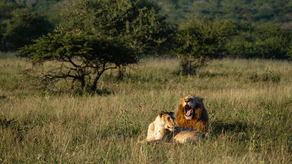 남아프리카 공화국타다 게임 레전드 콰 줄루 나탈에서 석양을 맞고 있는 사자 수컷 과 암컷 — 스톡 사진