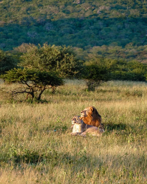 Лев и женщина спариваются на закате в ЮАР Thanda Game reserve Kwazulu Natal — стоковое фото