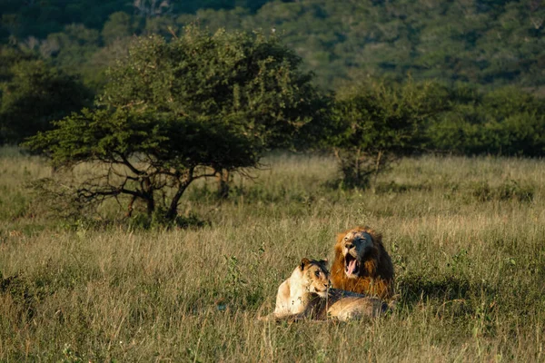 Лев і самиця паруються під час заходу сонця в заповіднику для гри в Танді Квазулу Натал. — стокове фото