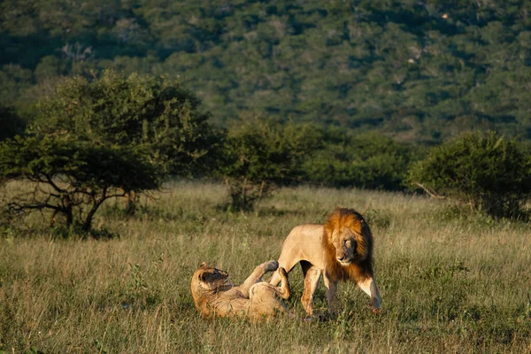 Lion αρσενικό και θηλυκό ζευγάρι κατά τη διάρκεια της δύσης στη Νότια Αφρική Thanda αποθεματικό παιχνίδι Kwazulu Natal — Φωτογραφία Αρχείου