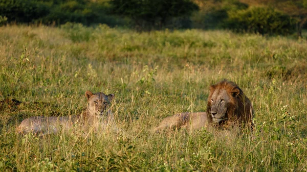 Güney Afrika 'da gün batımında dişi ve erkek aslan çiftleşmesi Kwazulu Natal' ı korumaktadır. — Stok fotoğraf