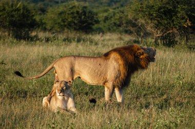 Güney Afrika 'da gün batımında dişi ve erkek aslan çiftleşmesi Kwazulu Natal' ı korumaktadır.