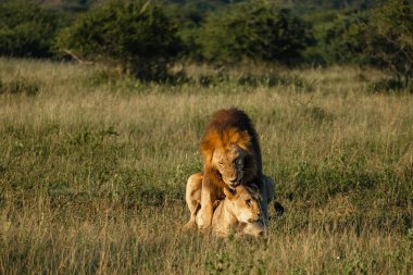 Güney Afrika 'da gün batımında dişi ve erkek aslan çiftleşmesi Kwazulu Natal' ı korumaktadır.