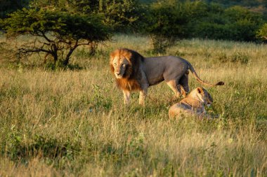 Güney Afrika 'da gün batımında dişi ve erkek aslan çiftleşmesi Kwazulu Natal' ı korumaktadır.