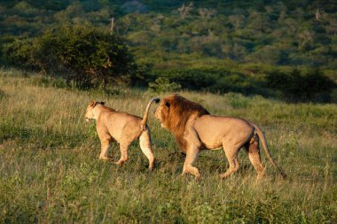 Güney Afrika 'da gün batımında dişi ve erkek aslan çiftleşmesi Kwazulu Natal' ı korumaktadır.
