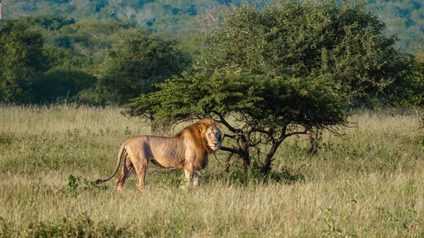 Güney Afrika 'da gün batımında dişi ve erkek aslan çiftleşmesi Kwazulu Natal' ı korumaktadır. — Stok fotoğraf