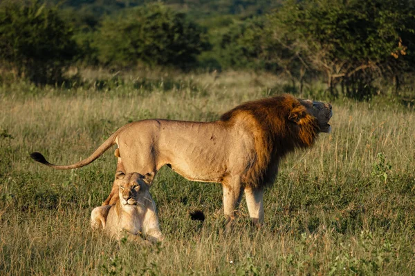 Maridaje de León macho y hembra durante la puesta del sol en Sudáfrica Thanda Game reserve Kwazulu Natal — Foto de Stock