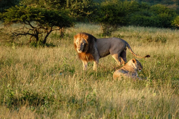 Lion αρσενικό και θηλυκό ζευγάρι κατά τη διάρκεια της δύσης στη Νότια Αφρική Thanda αποθεματικό παιχνίδι Kwazulu Natal — Φωτογραφία Αρχείου