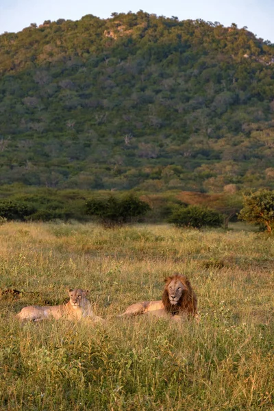 Lion αρσενικό και θηλυκό ζευγάρι κατά τη διάρκεια της δύσης στη Νότια Αφρική Thanda αποθεματικό παιχνίδι Kwazulu Natal — Φωτογραφία Αρχείου