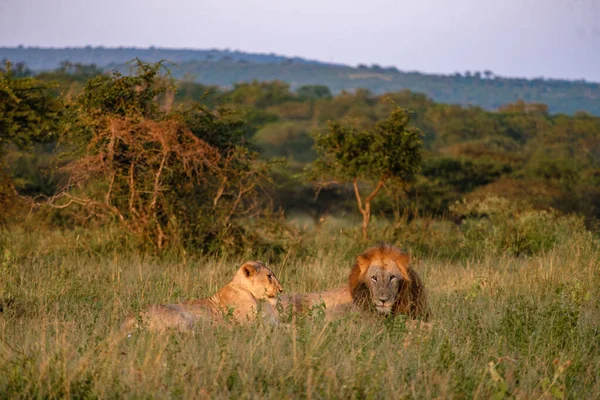 Лев и женщина спариваются на закате в ЮАР Thanda Game reserve Kwazulu Natal — стоковое фото