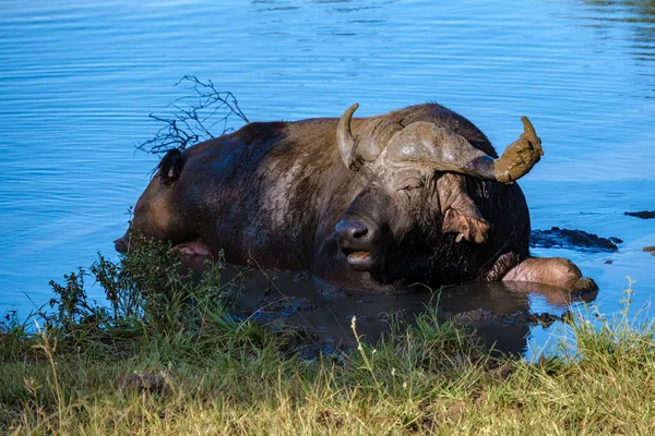 Africký buvol při západu slunce v Jižní Africe Thanda Game reserve Kwazulu Natal — Stock fotografie