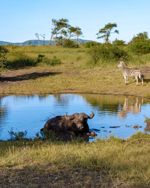 Cebras y búfalos africanos al atardecer en Sudáfrica Thanda Reserva de caza Kwazulu Natal —  Fotos de Stock