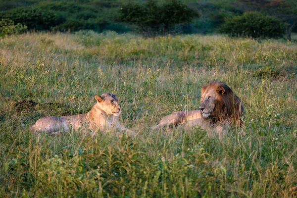 Лев і самиця паруються під час заходу сонця в заповіднику для гри в Танді Квазулу Натал. — стокове фото