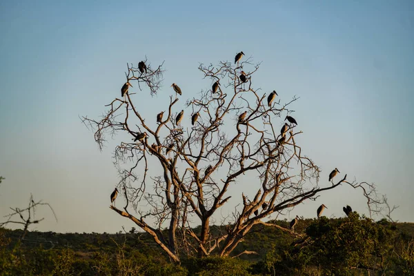 Ugly Marabou stork fågel under solnedgången i Sydafrika Thanda Game reserv Kwazulu Natal — Stockfoto